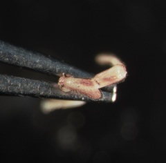 Dasylobus graniferus