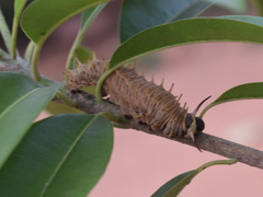 Battus polydamas