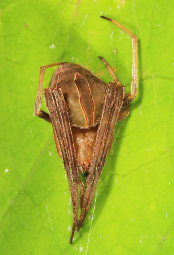 Difoliate Orbweaver