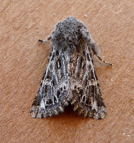 Miodera eureka