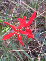 Silene subciliata