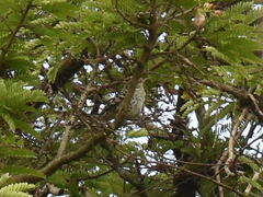 Campylorhynchus nuchalis