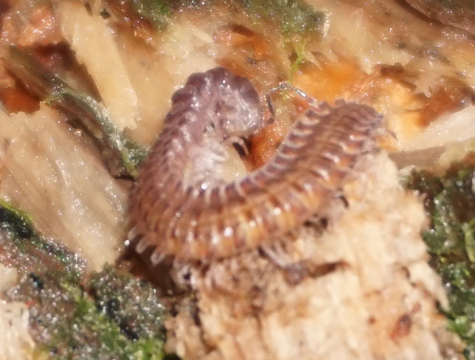 Urochordeuma bumpusi