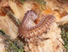 Urochordeuma bumpusi