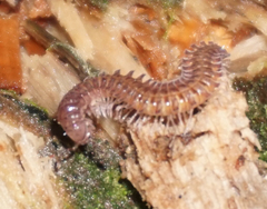 Urochordeuma bumpusi