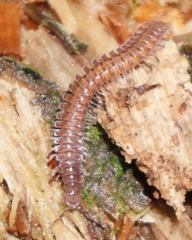 Urochordeuma bumpusi