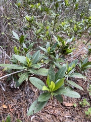 Gordonia lasianthus