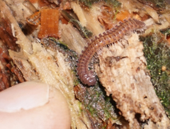 Urochordeuma bumpusi