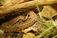 Crotalus armstrongi