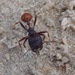 Rough Harvester Ant - Photo (c) ellen hildebrandt, some rights reserved (CC BY-NC), uploaded by ellen hildebrandt