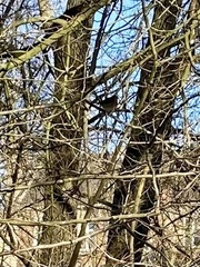 Erithacus rubecula