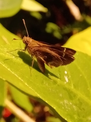 Cymaenes odilia