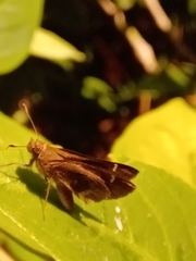Cymaenes odilia