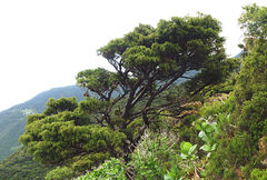 Juniperus brevifolia