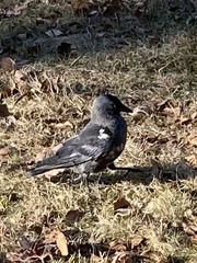 Corvus monedula