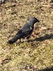 Corvus monedula