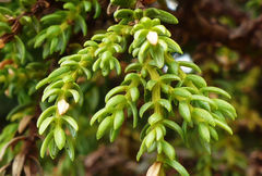 Juniperus brevifolia
