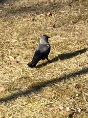 Corvus monedula