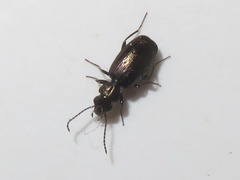 Syntomus foveatus