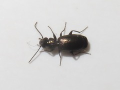 Syntomus foveatus
