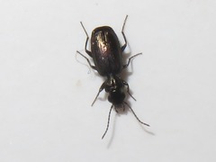 Syntomus foveatus