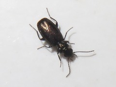Syntomus foveatus
