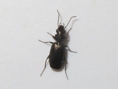 Syntomus foveatus
