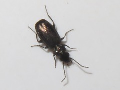 Syntomus foveatus