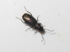 Syntomus foveatus