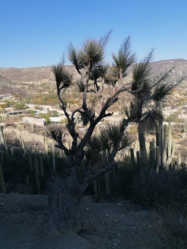 Beaucarnea gracilis