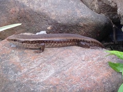 Eutropis lankae