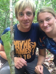 Lyriocephalus scutatus