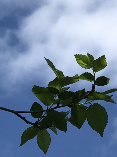 Ulmus parvifolia image