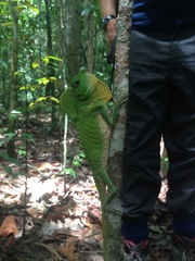 Lyriocephalus scutatus