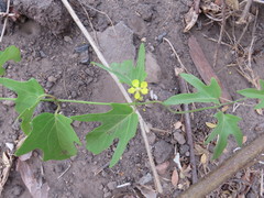 Stigmaphyllon lindenianum