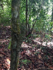 Lyriocephalus scutatus