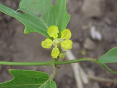 Stigmaphyllon lindenianum
