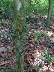 Lyriocephalus scutatus