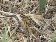 Phyciodes phaon phaon