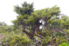 Juniperus brevifolia