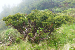 Juniperus brevifolia