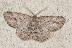 Zermizinga sinuata