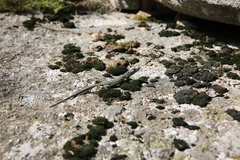 Archaeolacerta bedriagae