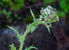 Perezia multiflora multiflora