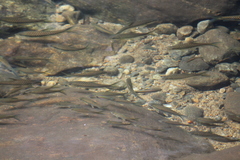 Black Mahseer photo 4