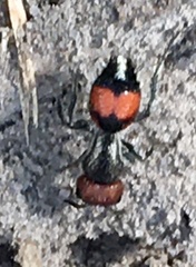 Cephalomutilla haematodes