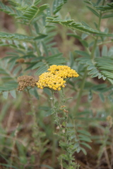 Achillea arabica