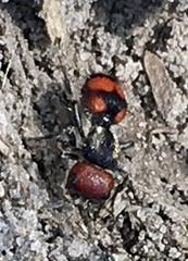 Cephalomutilla haematodes