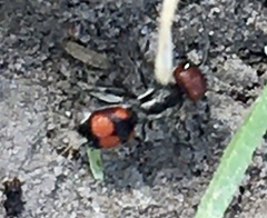 Cephalomutilla haematodes