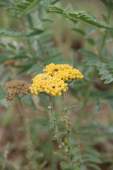 Achillea arabica